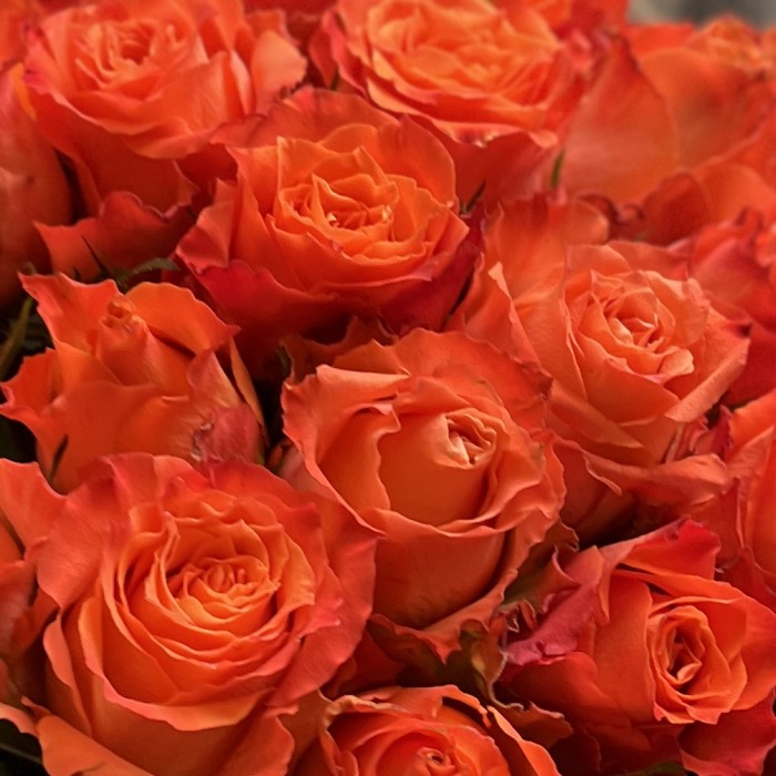 25  оранжевых роз Тропикал Амазон