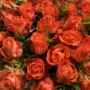 51 Роза Тропикал Амазон в корзине