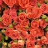 15 кустовых оранжевых роз Чарминг Бейб 70 см