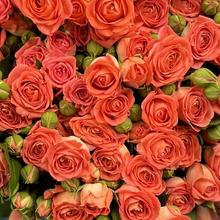 15 кустовых оранжевых роз Чарминг Бейб 70 см