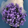 15 фиолетовых астер