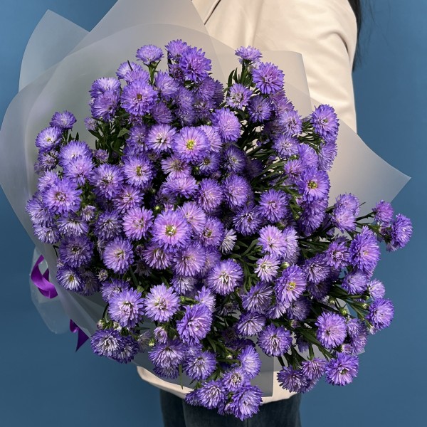 15 фиолетовых астер
