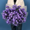15 фиолетовых астер