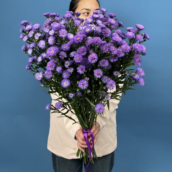 Астер фиолетовый