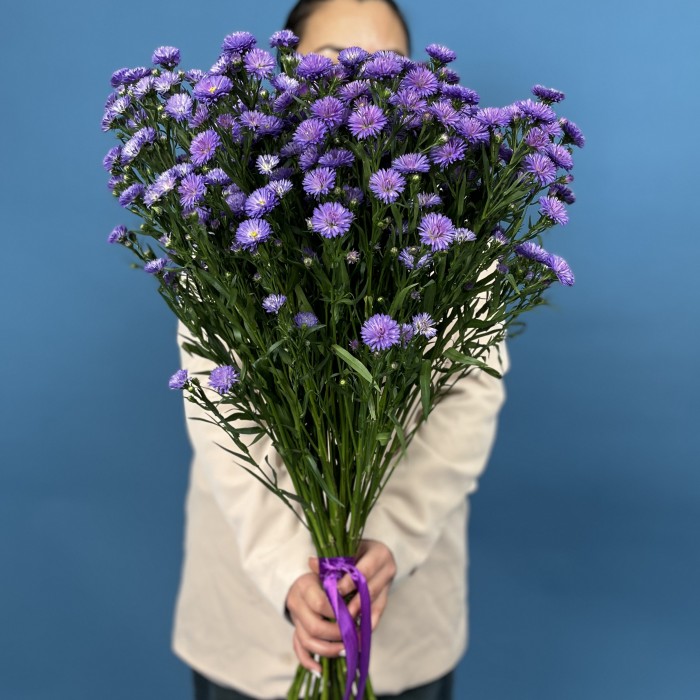 25 фиолетовых астер