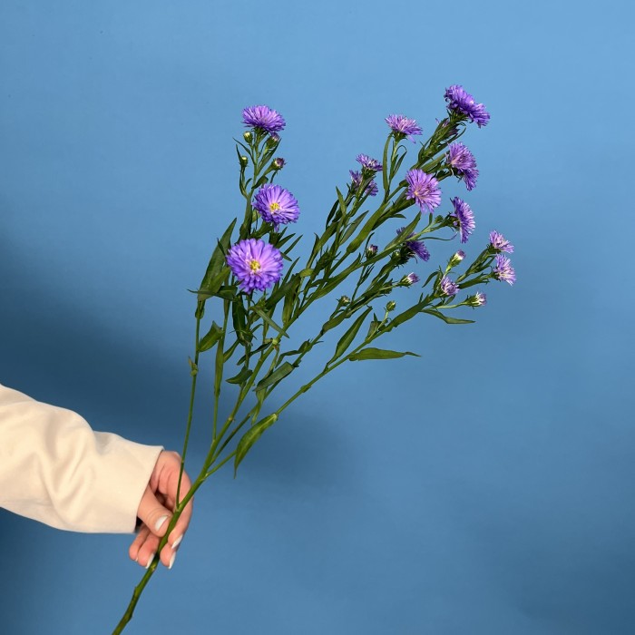 Астер фиолетовый