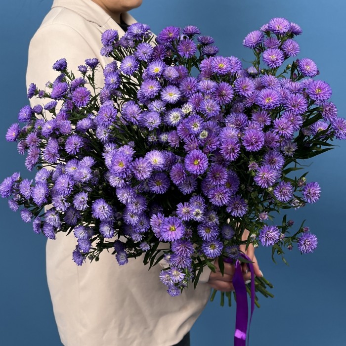 25 фиолетовых астер