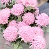 15 розовых хризантем с эвкалиптом