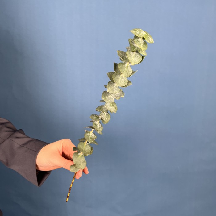 Эвкалипт Бэби Блю