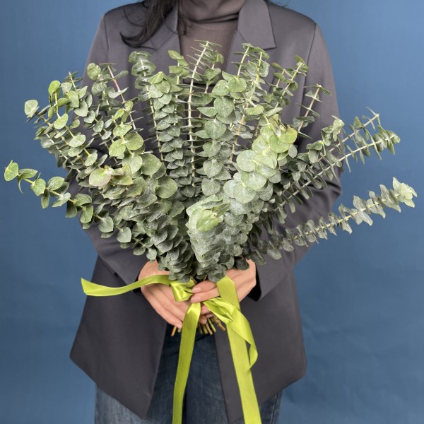 Эвкалипт Бэби Блю