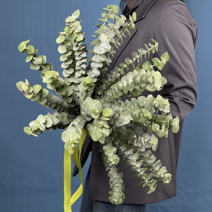 Эвкалипт Бэби Блю