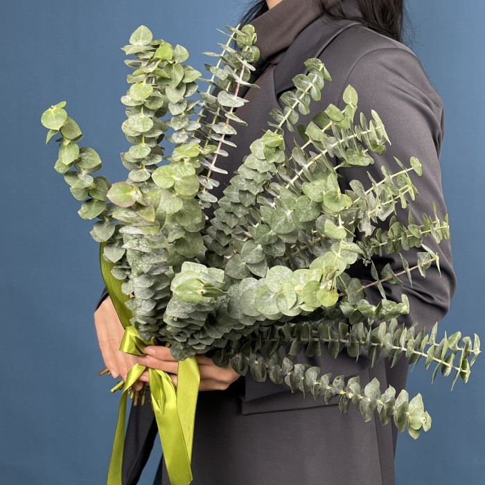 Эвкалипт Бэби Блю