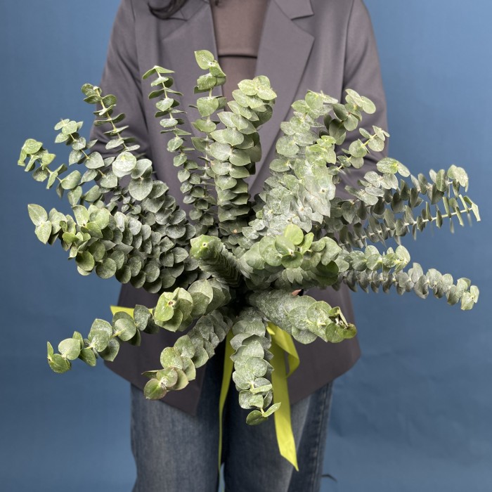 Эвкалипт Бэби Блю