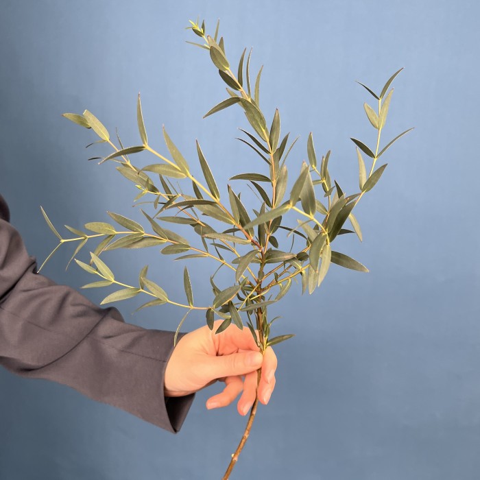 Эвкалипт Парвифолия