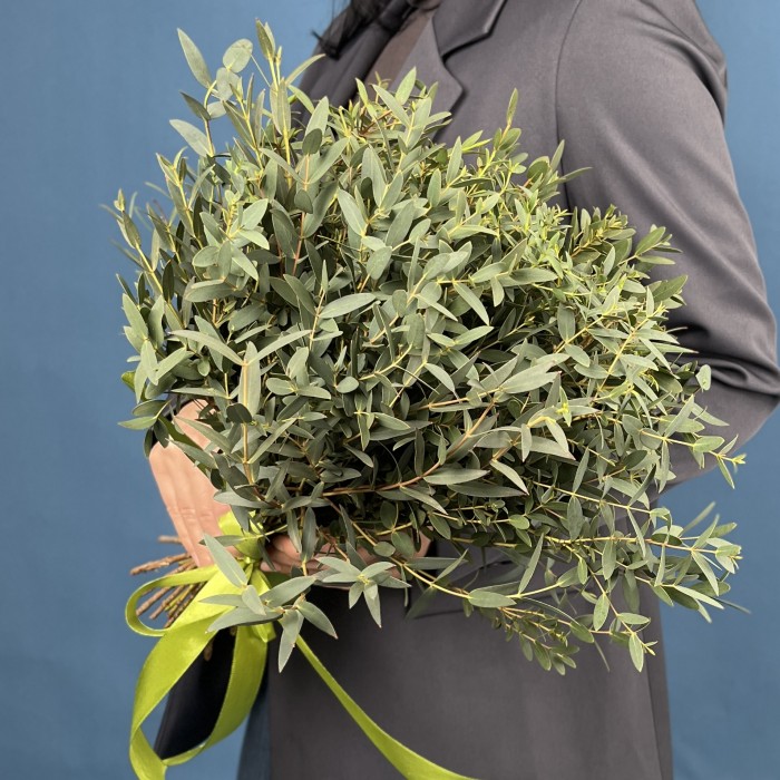 Эвкалипт Парвифолия