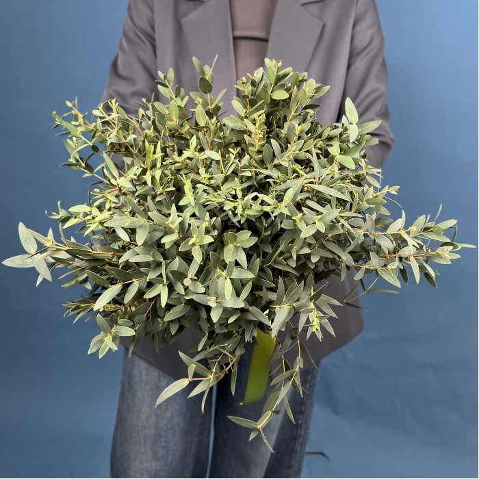 Эвкалипт Парвифолия