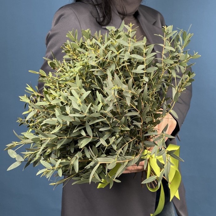 Эвкалипт Парвифолия