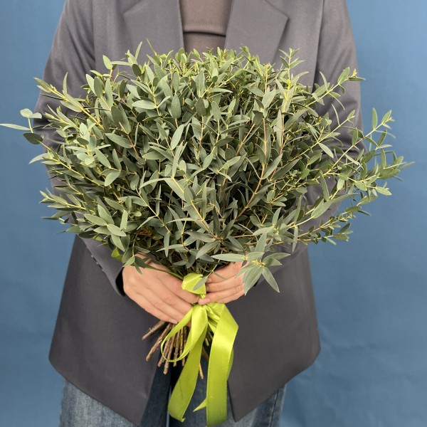 Эвкалипт Парвифолия