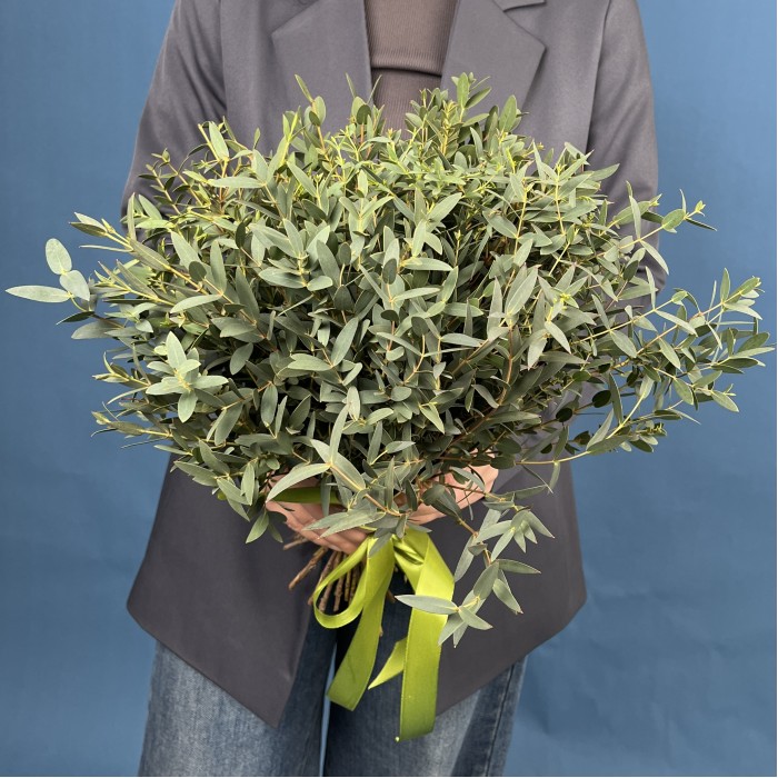 Эвкалипт Парвифолия