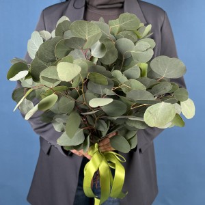 Эвкалипт Популюс