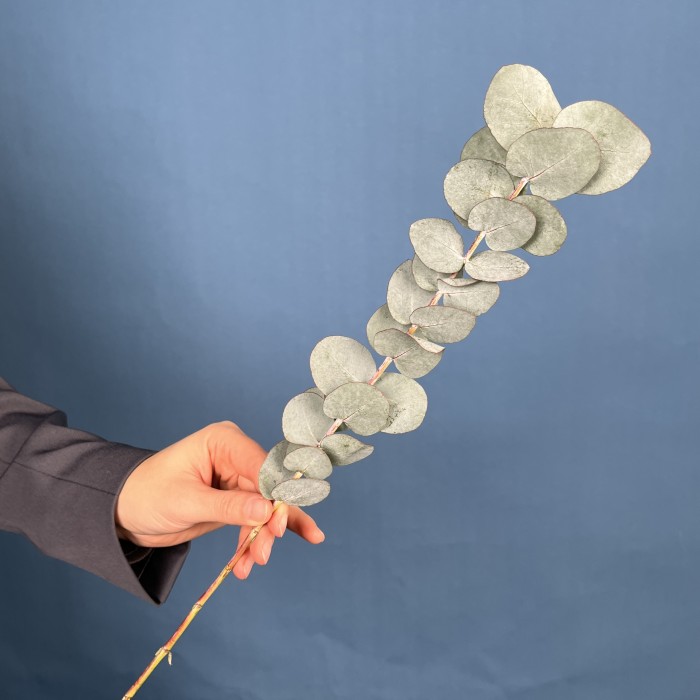 Эвкалипт Цинера