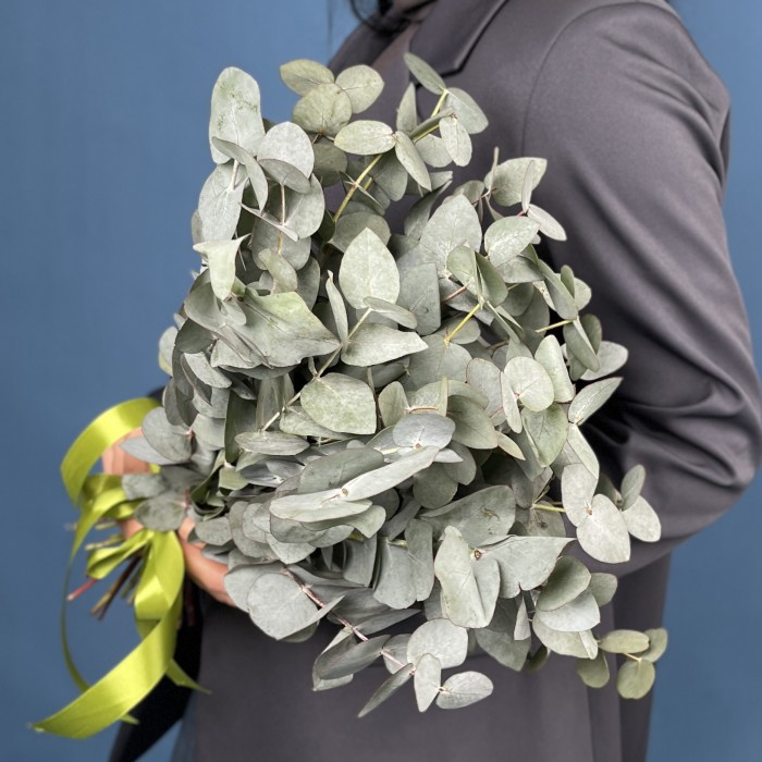 Эвкалипт Цинера