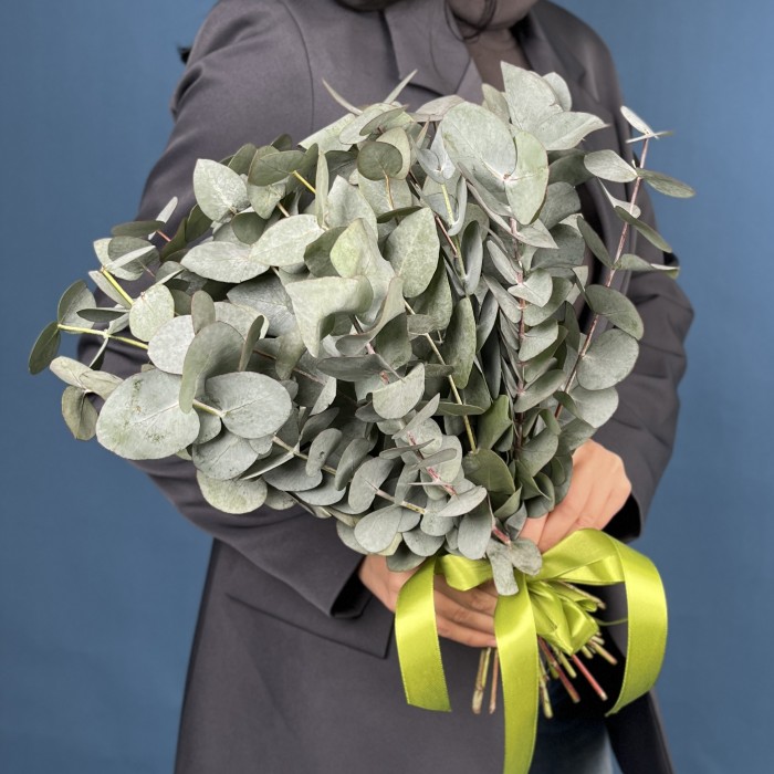 Эвкалипт Цинера