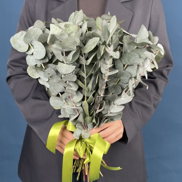 Эвкалипт Цинера