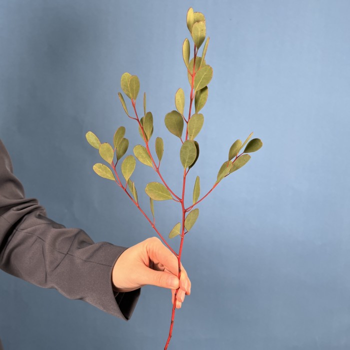 Эвкалипт Вебстериана