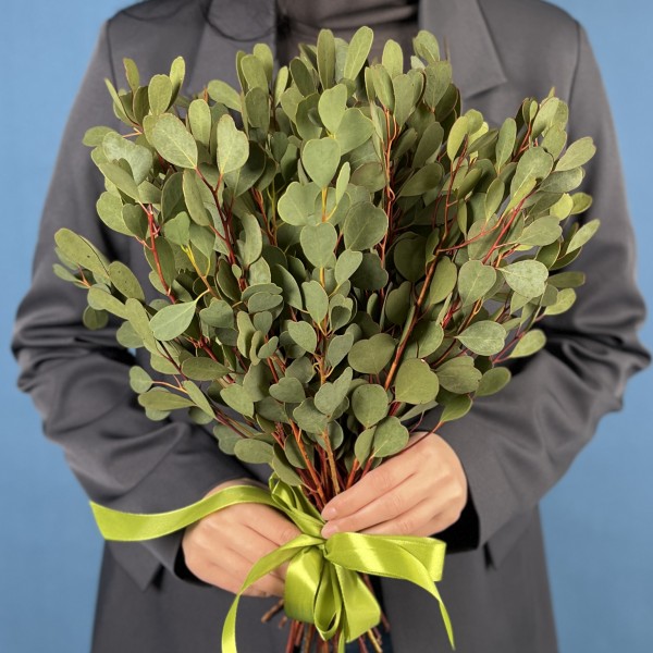 Эвкалипт Вебстериана