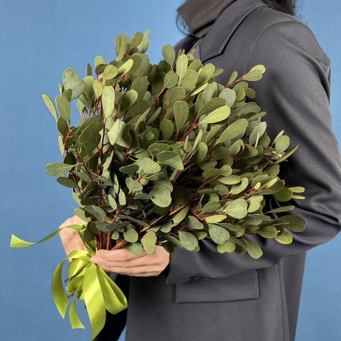 Эвкалипт Вебстериана