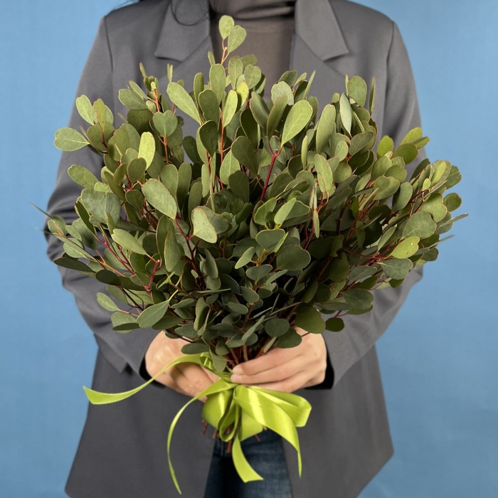 Эвкалипт Вебстериана