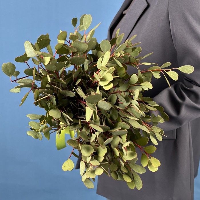 Эвкалипт Вебстериана