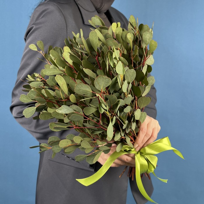 Эвкалипт Вебстериана