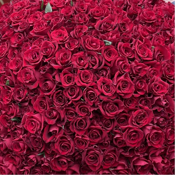 301 красная роза Эвер Ред