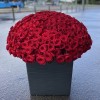 301 роза
