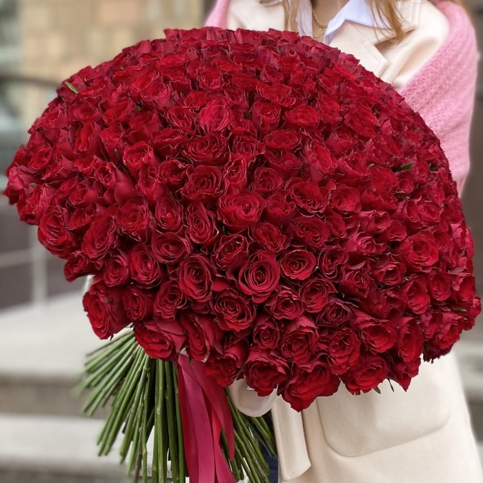 301 красная роза Мадам Рэд