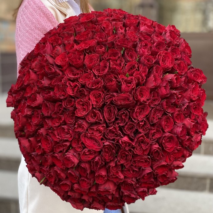 301 красная роза Мадам Рэд