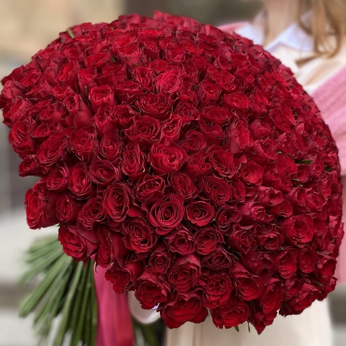 301 красная роза Мадам Рэд