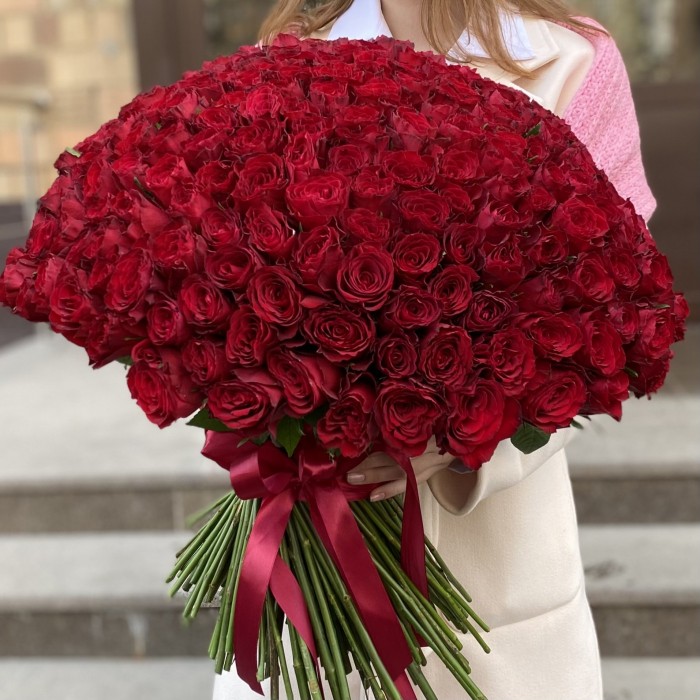 301 красная роза Мадам Рэд