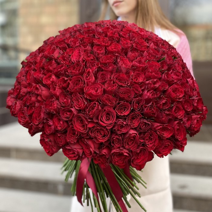 301 красная роза Мадам Рэд