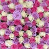 301 роза Нежный микс в корзине