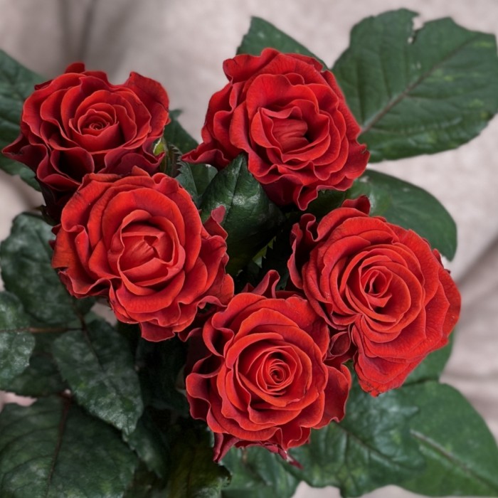 5 красных роз Эль Торо 60 см