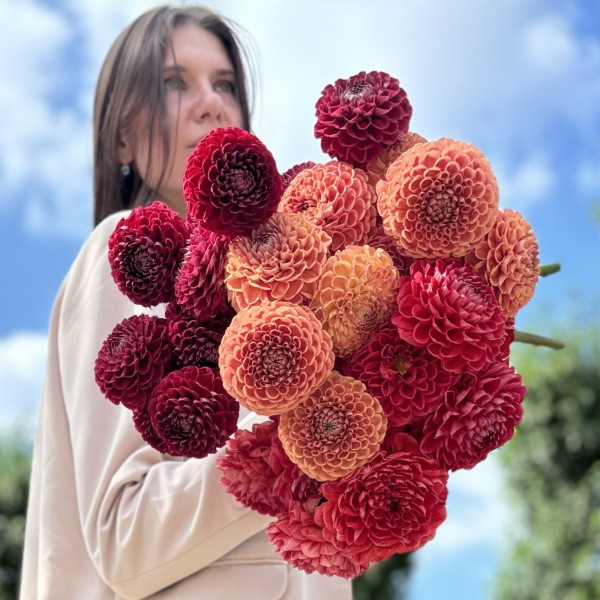 31 георгин Осенний микс