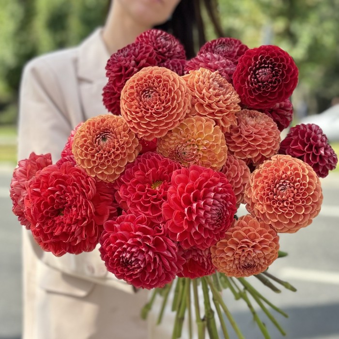 31 георгин Осенний микс