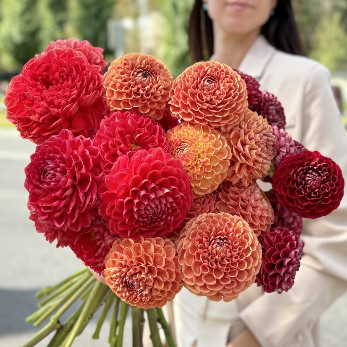 31 георгин Осенний микс