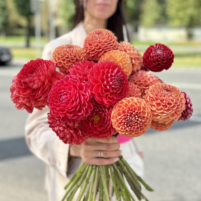 31 георгин Осенний микс