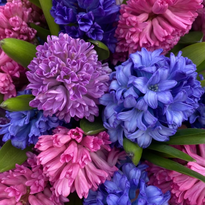 35 ароматных гиацинтов микс в корзине