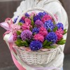 35 ароматных гиацинтов микс в корзине
