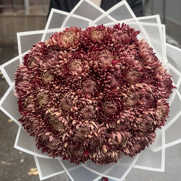 35 бордовых хризантем